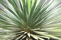 Lanzarote Aloe