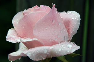 Lilly