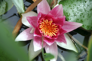 Lilly
