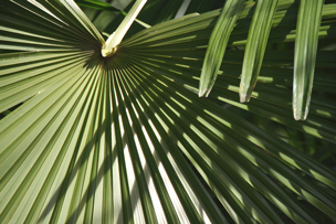 Palmerando-02pf