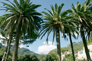 Palmen