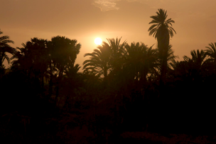Palmen