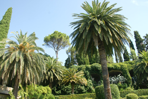 Palmen