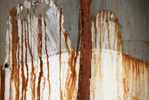 Rost
